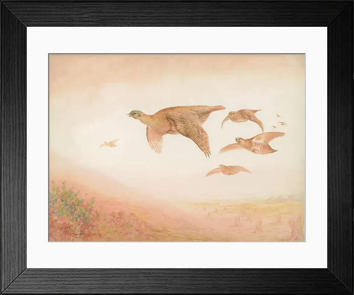 Framed Print : Grouse in flight British Birds Watercolour painting Framed Print : Grouse in flight British Birds Watercolour painting