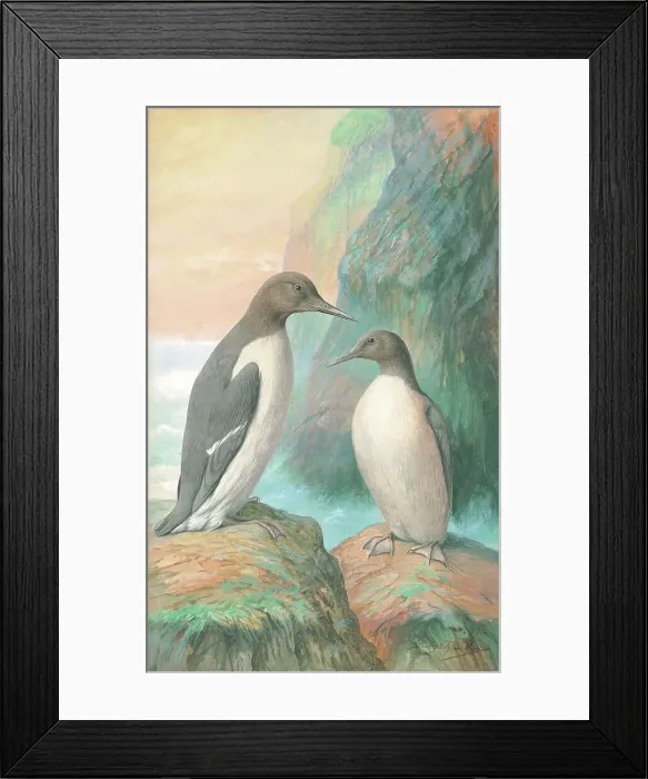 Framed Print : Guillemots Framed Print : Guillemots