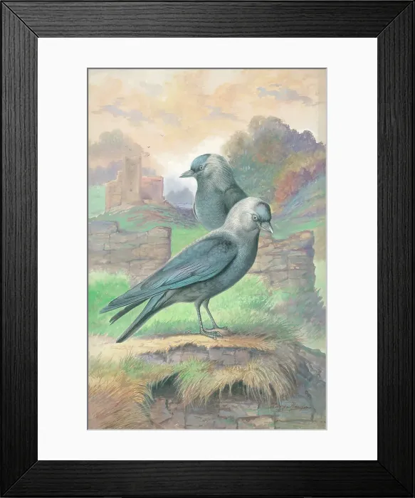 Framed Print : Jackdaws by George Rankin Framed Print : Jackdaws by George Rankin