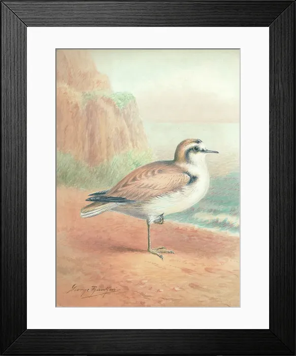 Framed Print : Kentish Plover Framed Print : Kentish Plover