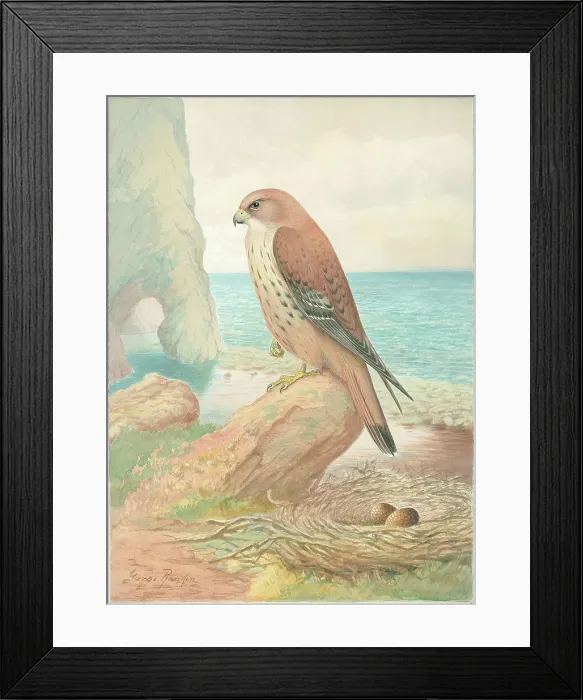 Framed Print : Kestrel by George Rankin Framed Print : Kestrel by George Rankin