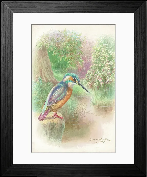 Framed Print : Kingfisher Framed Print : Kingfisher