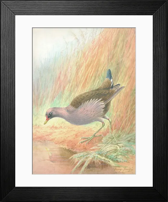 Framed Print : Moorhen by George Rankin Framed Print : Moorhen by George Rankin