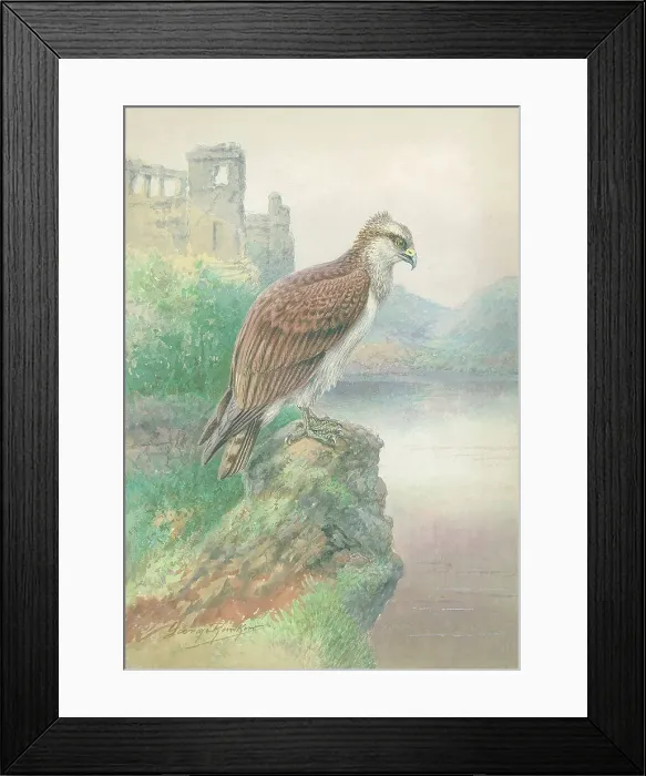 Framed Print : Osprey by George Rankin Framed Print : Osprey by George Rankin