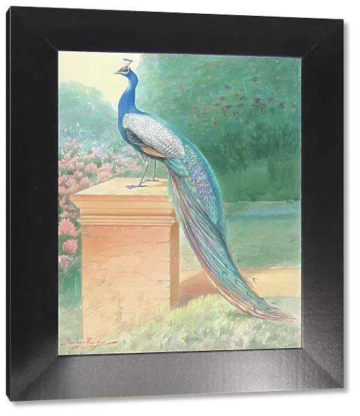 Peacock (male)