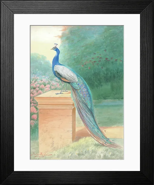 Framed Print : Peacock (male) Framed Print : Peacock (male)