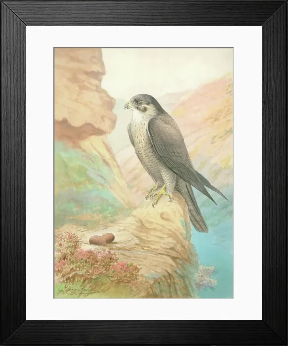 Framed Print : Peregrine Falcon British Birds Watercolour painting Framed Print : Peregrine Falcon British Birds Watercolour painting