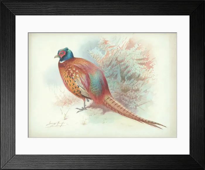 Framed Print : Pheasant (male) Framed Print : Pheasant (male)