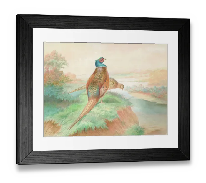 Framed Print : Pheasants (male and female) Framed Print : Pheasants (male and female)