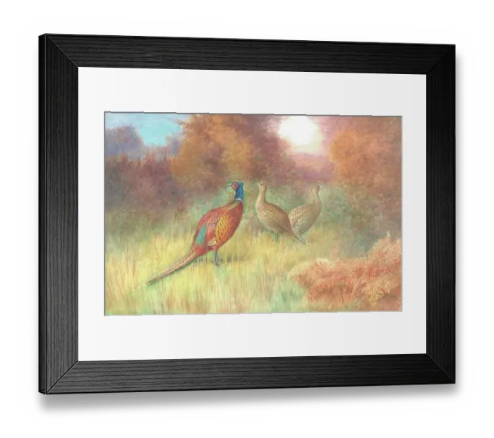Framed Print : Pheasants male and two females British Birds Framed Print : Pheasants male and two females British Birds