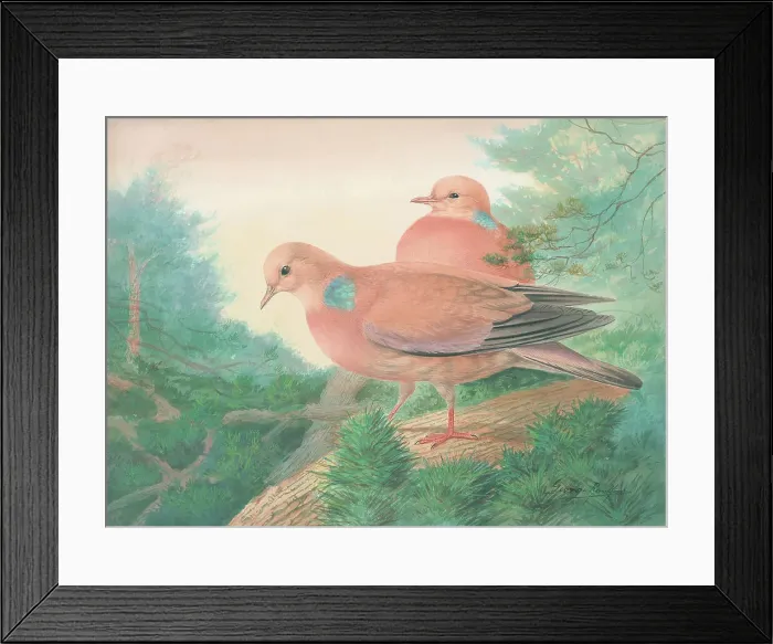 Framed Print : Wood Pigeons Framed Print : Wood Pigeons