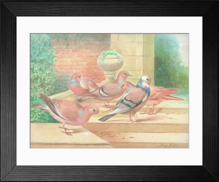 Framed Print : Wood Pigeons and one Feral Pigeon British Birds Framed Print : Wood Pigeons and one Feral Pigeon British Birds