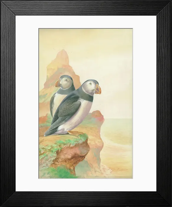 Framed Print : Puffins by George Rankin Framed Print : Puffins by George Rankin