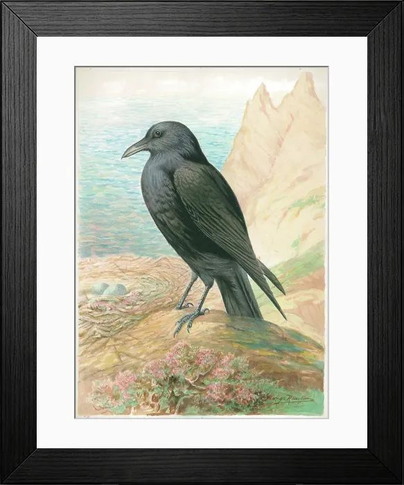 Framed Print : Raven by George Rankin Framed Print : Raven by George Rankin