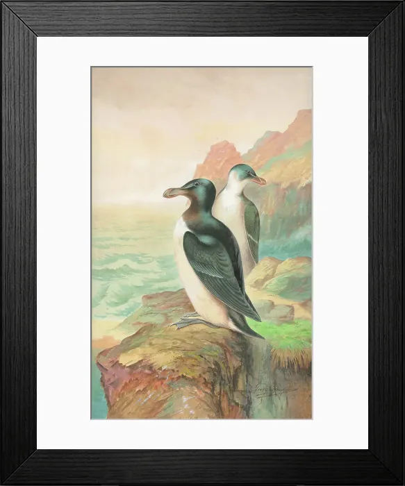 Framed Print : Razorbills Framed Print : Razorbills