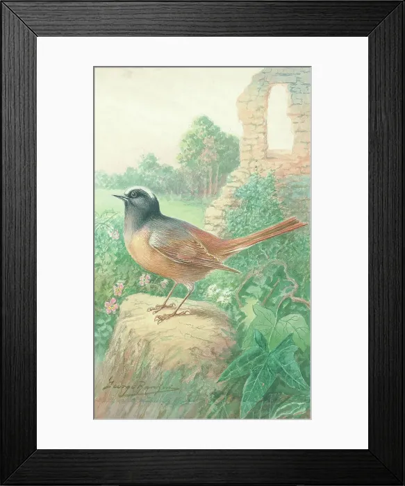 Framed Print : Redstart by George Rankin Framed Print : Redstart by George Rankin