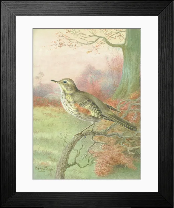 Framed Print : Redwing by George Rankin Framed Print : Redwing by George Rankin