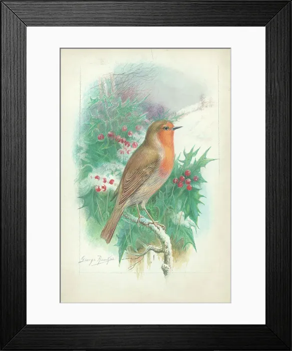 Framed Print : Robin by George Rankin Framed Print : Robin by George Rankin