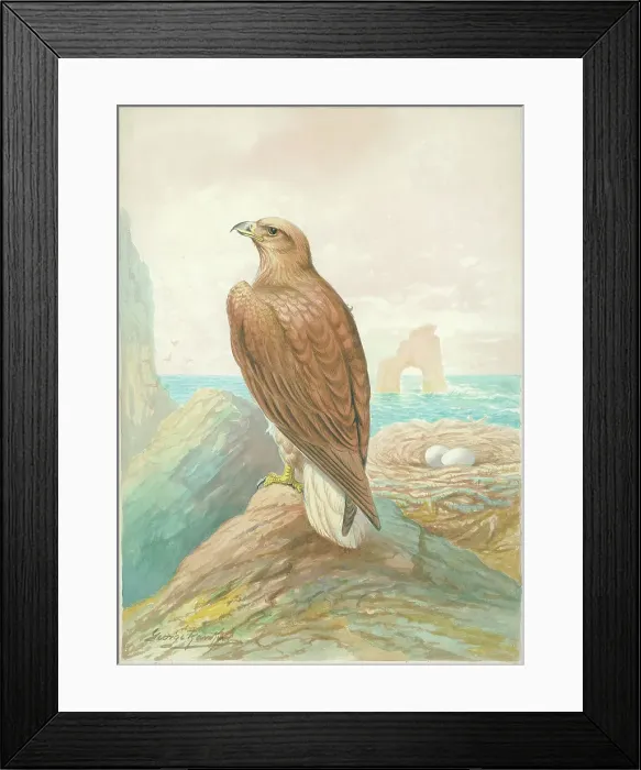 Framed Print : Sea Eagle by George Rankin Framed Print : Sea Eagle by George Rankin