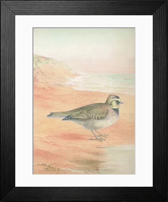 Framed Print : Shorelark by George Rankin Framed Print : Shorelark by George Rankin