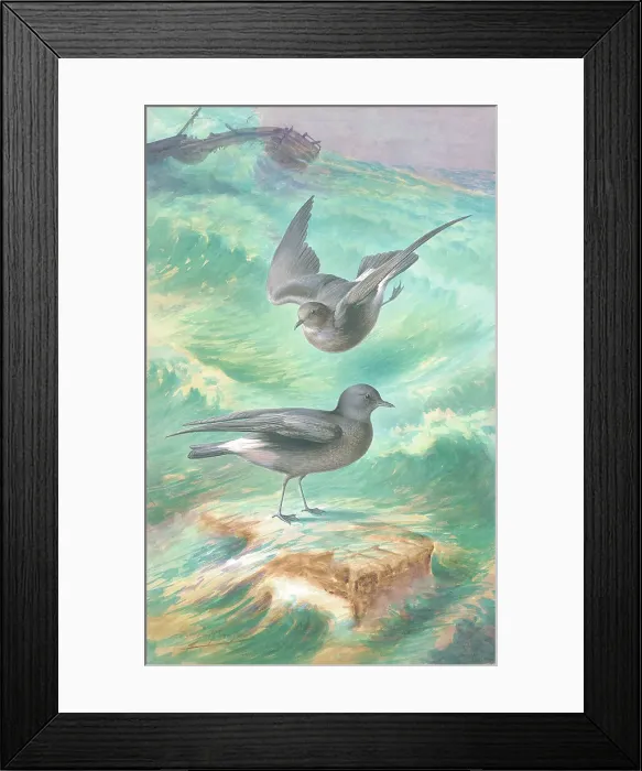 Framed Print : Storm Petrels Framed Print : Storm Petrels