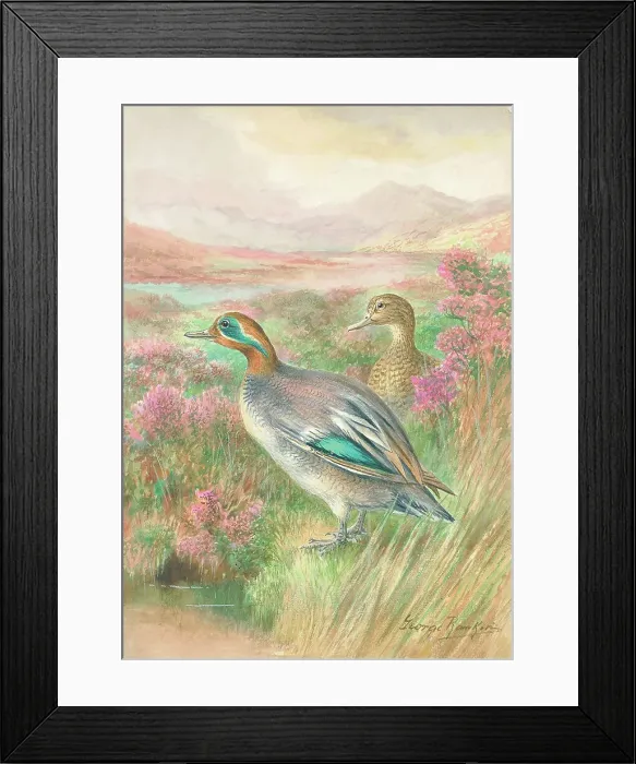 Framed Print : Teal Ducks Framed Print : Teal Ducks