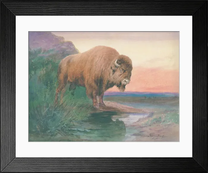 Framed Print : American Bison Framed Print : American Bison