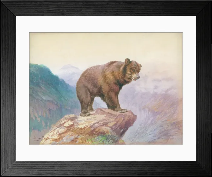 Framed Print : Bear by George Rankin Framed Print : Bear by George Rankin