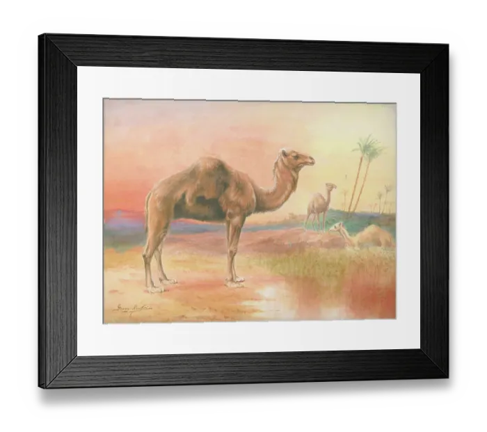 Framed Print : Camels by George Rankin Framed Print : Camels by George Rankin