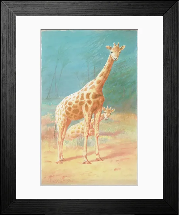 Framed Print : Giraffes by George Rankin Framed Print : Giraffes by George Rankin