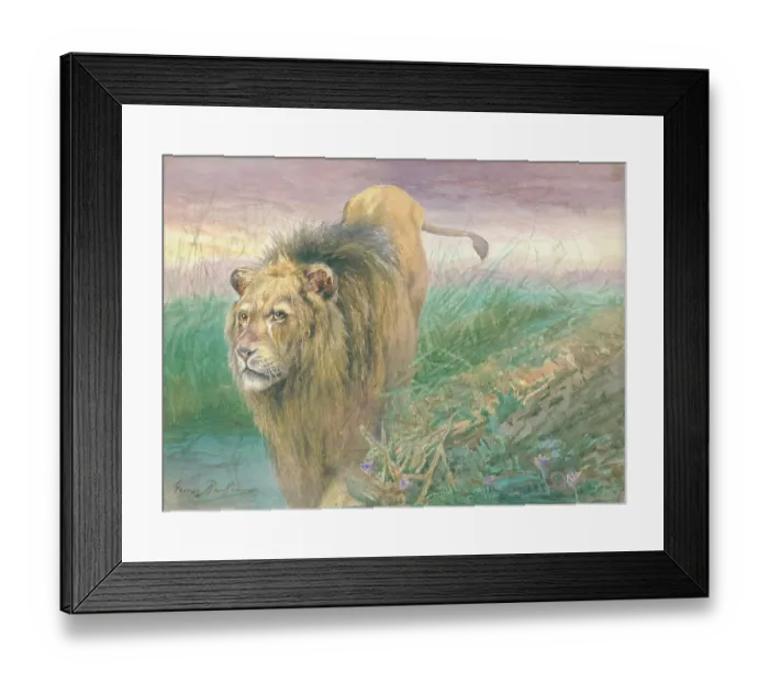 Framed Print : Lion by George Rankin Framed Print : Lion by George Rankin