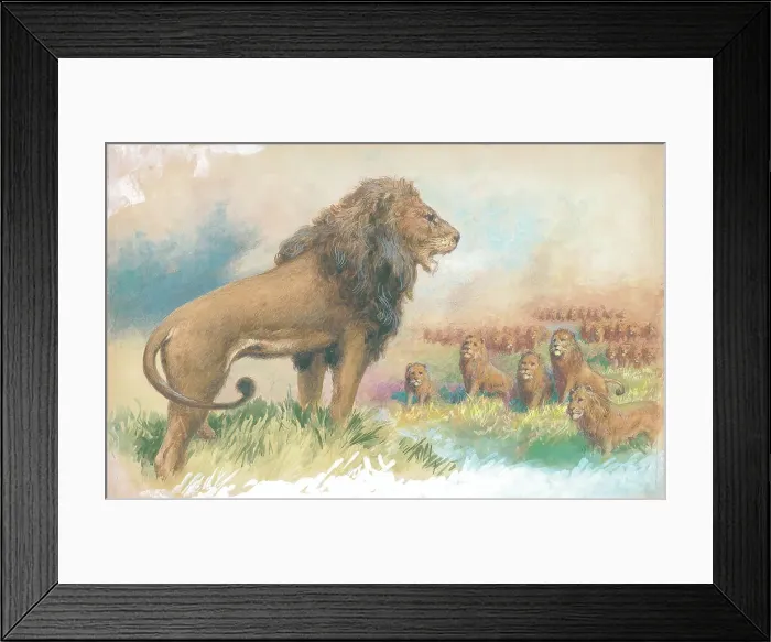 Framed Print : Lions by George Rankin Framed Print : Lions by George Rankin