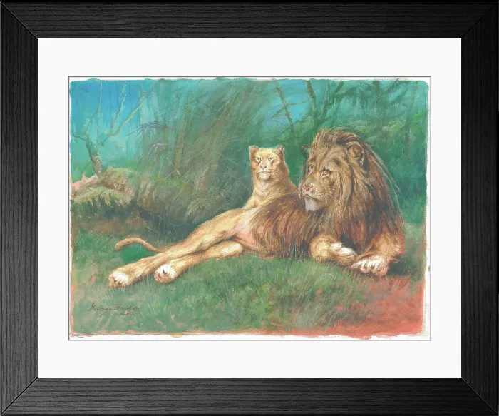Framed Print : Lions by George Rankin Framed Print : Lions by George Rankin