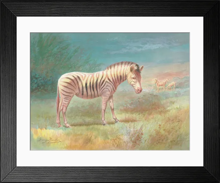 Framed Print : Zebras by George Rankin Framed Print : Zebras by George Rankin