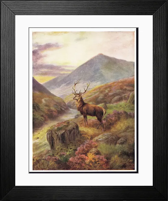 Framed Print : Red Deer by George Rankin Framed Print : Red Deer by George Rankin