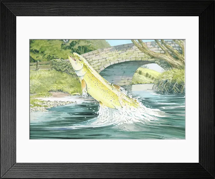 Framed Print : Brown Trout