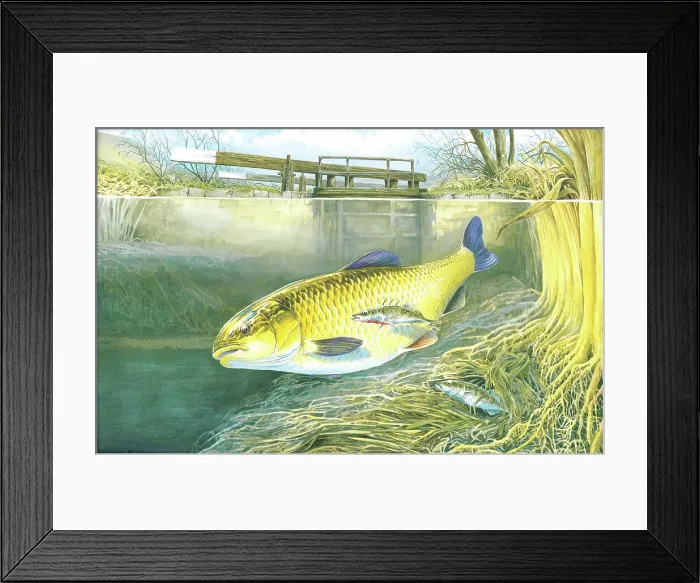 Framed Print : Chub and Stickleback Framed Print : Chub and Stickleback