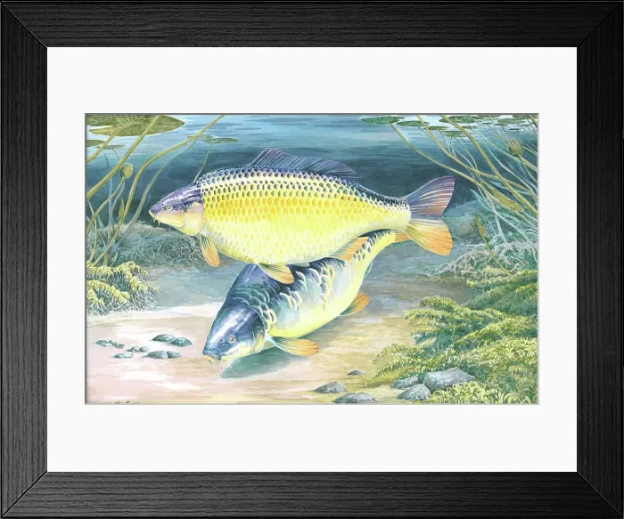 Framed Print : Common and Mirror Carp Framed Print : Common and Mirror Carp