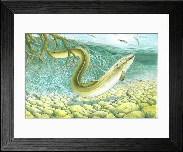 Framed Print : Eel by H.J. Oliver Framed Print : Eel by H.J. Oliver