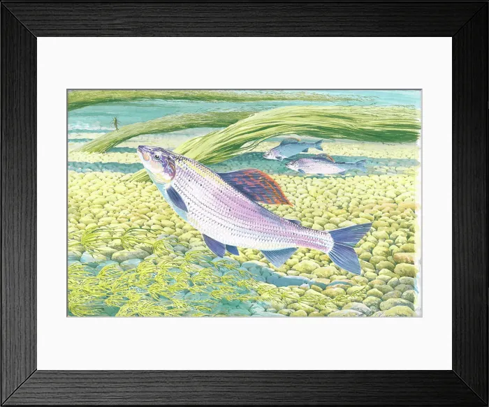 Framed Print : Grayling by H.J. Oliver Framed Print : Grayling by H.J. Oliver