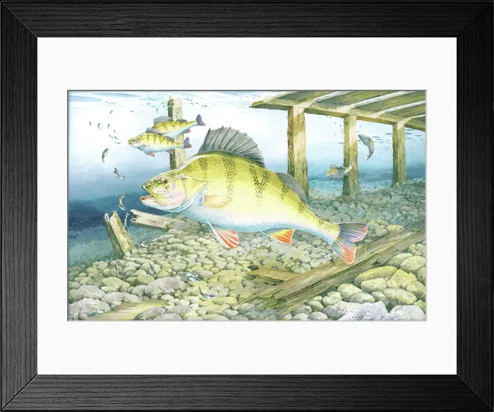 Framed Print : Perch Freshwater Fish Watercolour painting H Framed Print : Perch Freshwater Fish Watercolour painting H