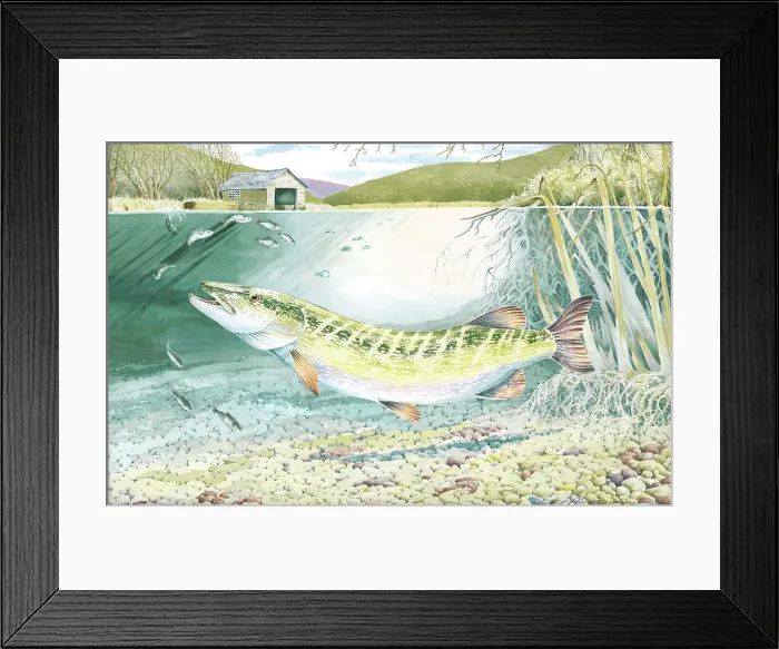 Framed Print : Pike by H.J. Oliver Framed Print : Pike by H.J. Oliver