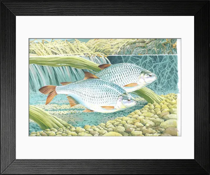 Framed Print : Roach by H.J. Oliver Framed Print : Roach by H.J. Oliver