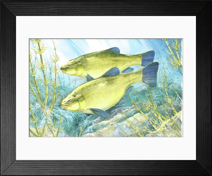 Framed Print : Tench by H.J. Oliver Framed Print : Tench by H.J. Oliver