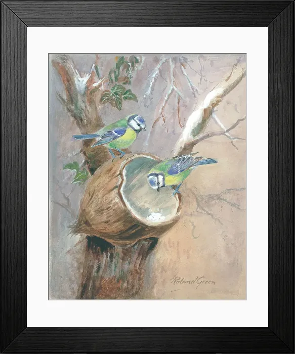 Framed Print : Blue Tits with Coconut Shell Framed Print : Blue Tits with Coconut Shell