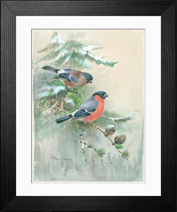 Framed Print : Male and female Bullfinches Framed Print : Male and female Bullfinches