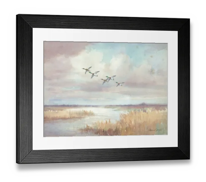 Framed Print : Evening Flight, ducks Framed Print : Evening Flight, ducks