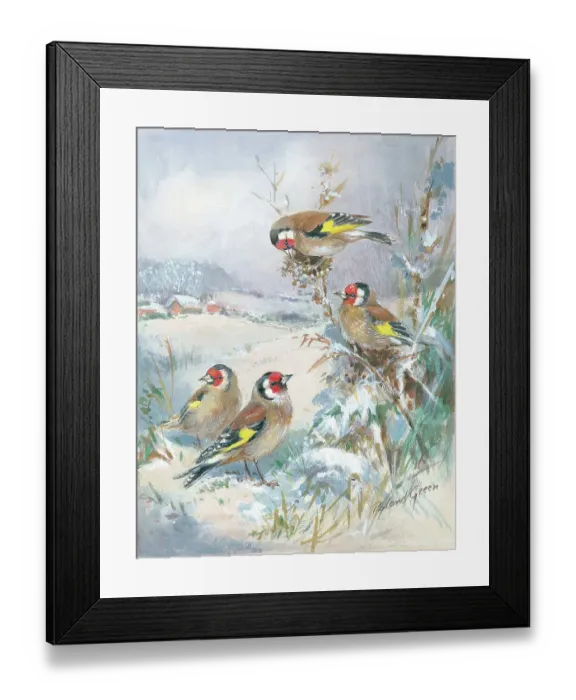 Framed Print : Goldfinches in the snow Framed Print : Goldfinches in the snow