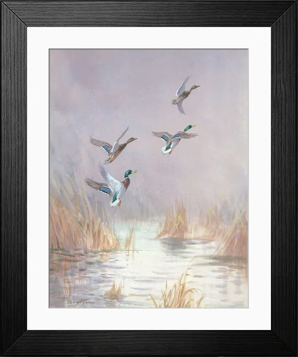 Framed Print : Mallards Disturbed British Birds Watercolour Framed Print : Mallards Disturbed British Birds Watercolour