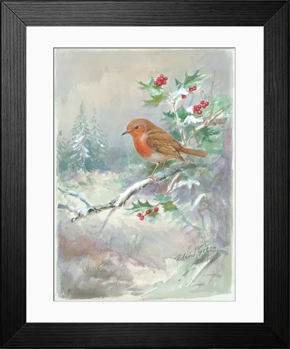 Framed Print : Robin on a holly branch, snow Framed Print : Robin on a holly branch, snow